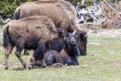 Buffalo Yellowstone NP May 2025